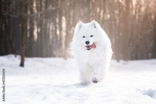 Pies rasy samojed biegnie po śniegu 