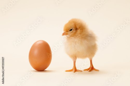 chicken and egg isolated on fawn background, which comes first?