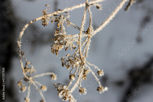 Yellow-brown umbrella of dill with brown seeds covered with frosty snowflakes close-up on a gray blurred background