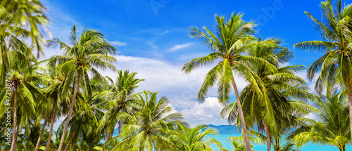 Palm trees panoramic view, beautiful tropical island beach panorama, green coconut palms leaves, turquoise sea water, ocean coast landscape, sun blue sky white cloud, summer holidays, vacation, travel
