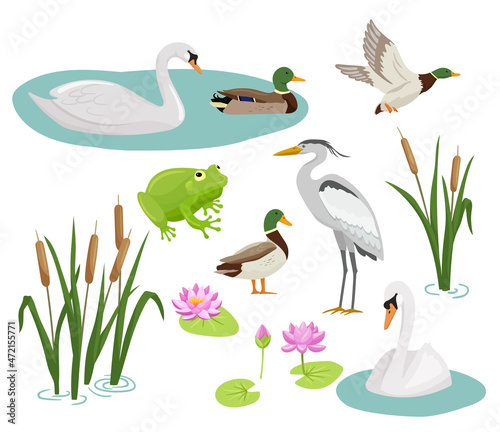 Set of flat cartoon colorful ducks with green heads. Frog, crane, swan, reed and water lily. Vector illustration wetland animals isolated on white background.