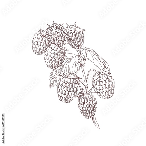 Outlined raspberry branch with berries and leaves. Botanical sketch in vintage style. Retro sketchy drawing of fruit plant. Hand-drawn vector illustration of Rubus idaeus isolated on white background