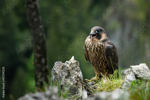 An immature peregrine falcon sitting on a rock