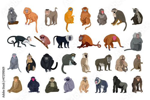 Vector collection of monkeys in a detailed style.