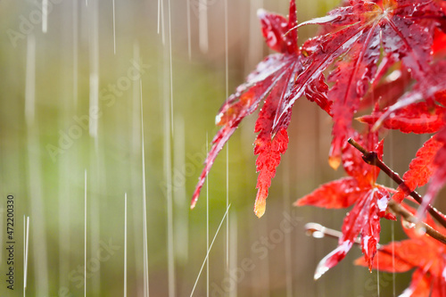 秋雨に濡れる紅葉（カエデ）