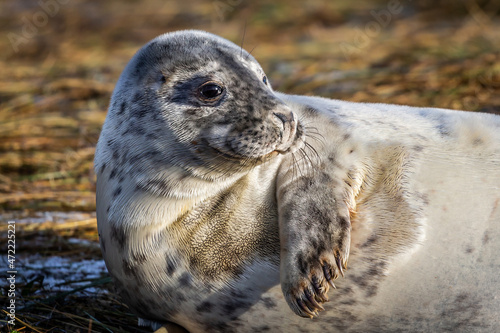 Grey Seal Pup