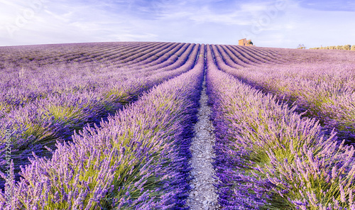 Lavender field Provence with an old barn on a hill