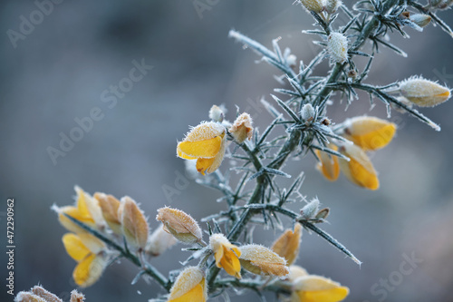 Detail of frosty whin yellow flower