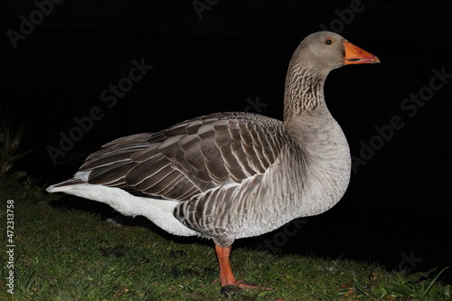 Full side view of a greylag goose or graylag goose (Anser anser) covered in water droplets on its underbelly against a black background on grass.