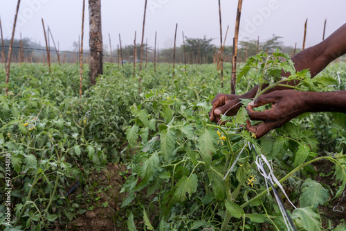 Dramatic image of haitian farm workers hands tying up tomato vines in a farm high in the Caribbean mountains of the Dominican Republic, in early morning.