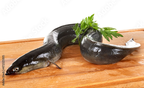 European eel in studio