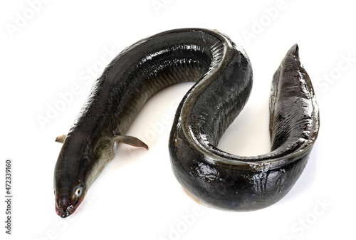 European eel in studio