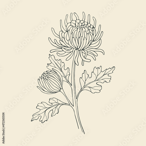 Hand drawn line art chrysanthemum illustration