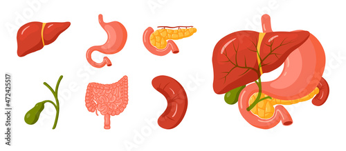 Human organs set, vector icons in cartoon style