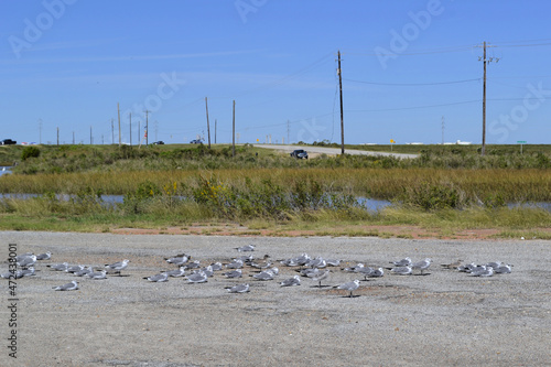 Road with sitting seagulls, Freeport, Texas