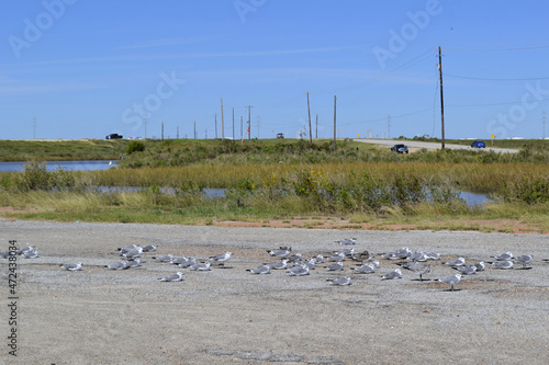 Road to Freeport in Texas with sitting birds