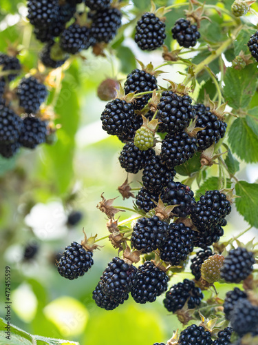 Natural fresh blackberries in a garden. Bunch of ripe blackberry fruit - Rubus fruticosus - on branch of plant with green leaves on farm. Organic farming, healthy food, BIO viands.