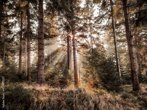 Magiczny las i promienie słoneczne przedzierające się przez sosnowe drzewa