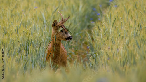 Sarna ,kozioł ,myłkus, zwierzak, dzika natura, ssak, jelonek, futro, las, zboże