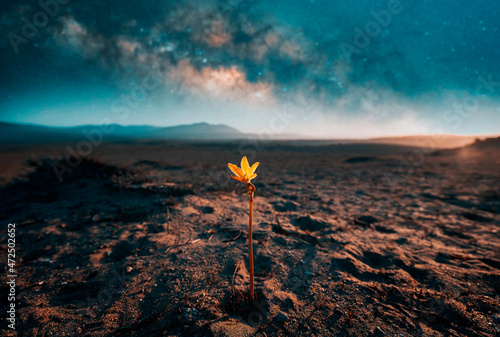 lonely desert flower Añañuca is growing despite arid environment showing resilience with Milky Way background 