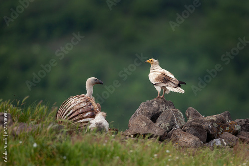 Egyptian vulture on the meadow. Wildlife in Europe during spring. Scavenger near the carcass. Ornithology in Rhodope mountains. 