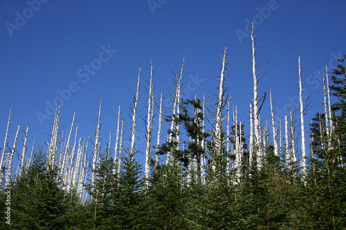 Eastern hemlock trees are under attack from an insect called the hemlock woolly adelgid. It is likely that this insect will kill most of the hemlock trees on the eastern seaboard of the U.S. 