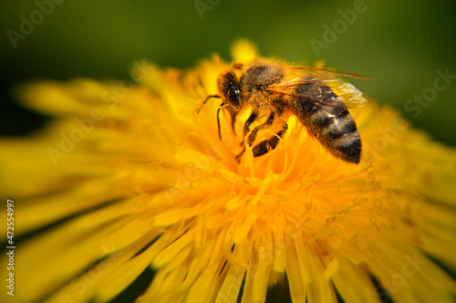 Pszczoła zbierająca pyłek kwiatowy z mlecza