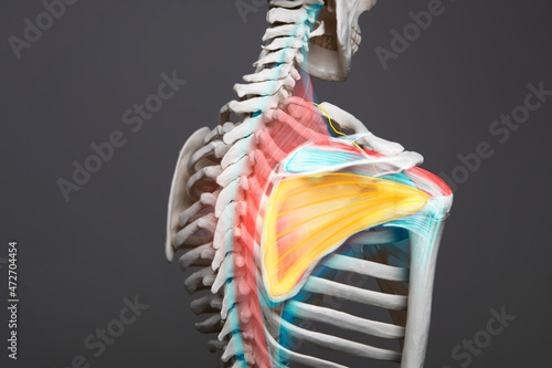 Shoulder anatomy medical condition, human skeleton, bone, tendon and muscle 