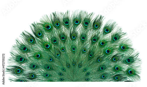 Beautiful bright peacock feathers on white background