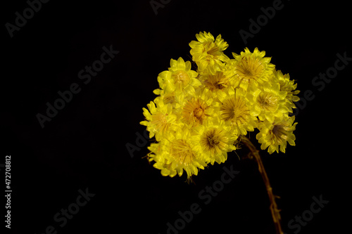 Close-up dried helichrysum arenarium flower with seeds in the middle. İsolated black background photo of helichrysum arenarium with yellow flowers. It is known as dwarf everlast, and as immortelle.