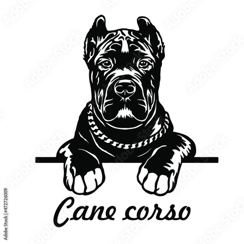 Cane Corso dog clipart. Young puppy Corso vector illustration file for cutting. Black dog animals