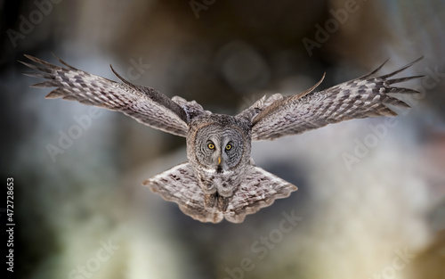 A great grey owl in flight 