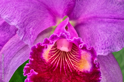 Cattleya orchid