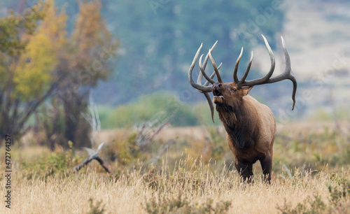 Bull elk bugling