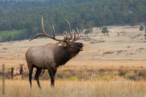 Rocky Mountain bull elk bugling