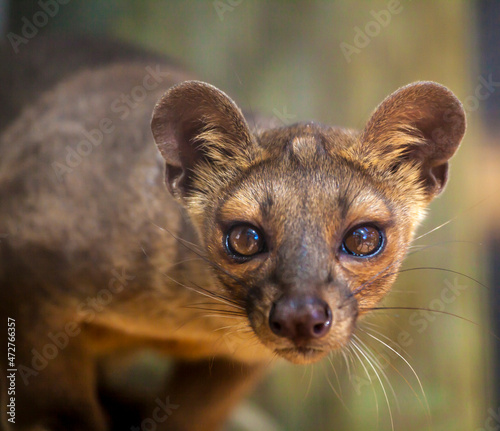An endangered fossa, a vicious predator to lemurs, native to Madagascar.