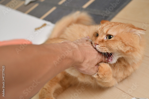 人の手で遊ぶ猫（マンチカン）