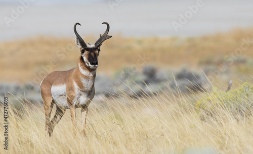 Pronghorn antelope buck