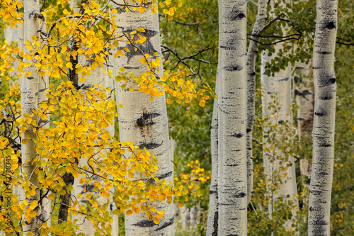 Early autumn aspen leaves and white trunks, Uncompahgre National Forest, Colorado