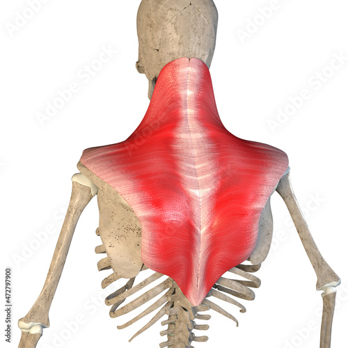 3d Illustration of Trapezius Muscles on White Background