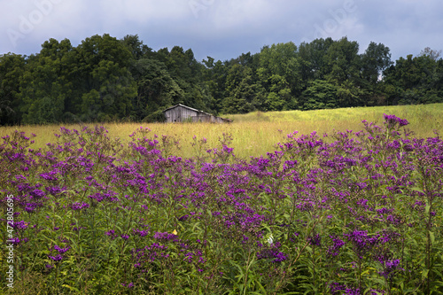 Field of ironweed and old barn, Buckner, Kentucky