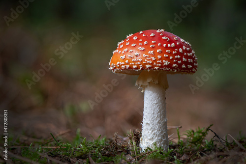 Fly Agaric Toadstool