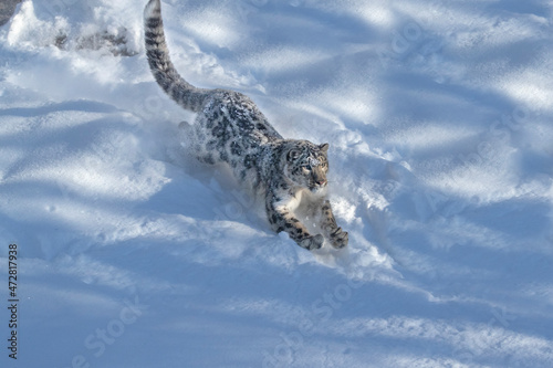 USA, Montana. Captive snow leopard in winter.