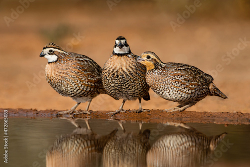 Northern Bobwhites drinking