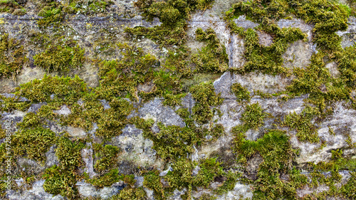 Old moss-grown wall