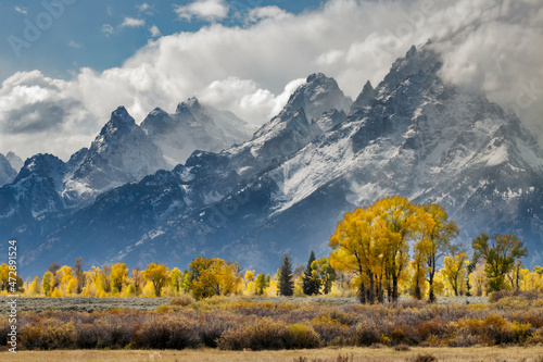 Cottonwood trees in autumn color in front of Teton Range, Grand Teton National Park, Wyoming