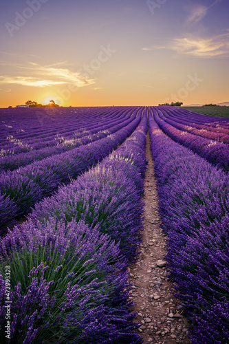 lavender field at sunrise in Provence, France