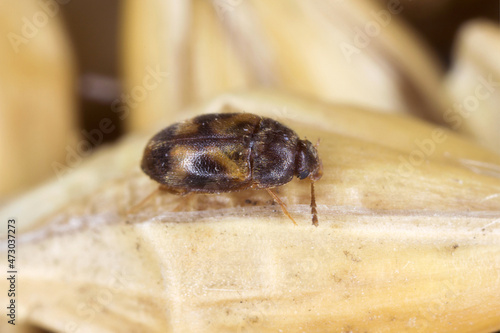 The stored grain fungus beetle (Litargus balteatus) is a species of hairy fungus beetle in the family Mycetophagidae.