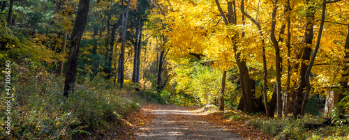 golden panorama in Michigan, USA, with fall leaves in yellow green and gold