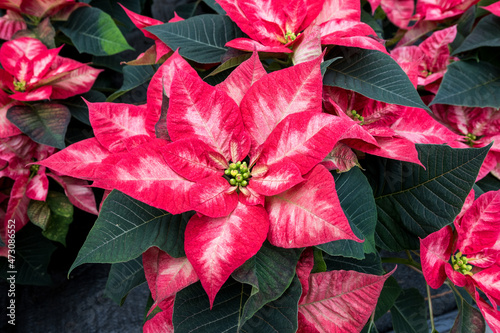 Pink on pink poinsettia flowers in full bloom, Christmas flowers, as a holiday background 